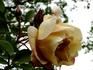 Twilight Mist rose photo