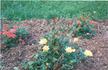 Bambino ™ rose photo