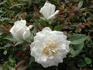 Savamoon rose photo