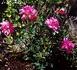 De Montarville rose photo