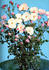 Encore rose photo