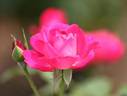 Madame Nicole Verlinden rose photo