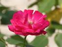 Madame Nicole Verlinden rose photo