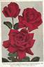 Dickson's Red rose photo