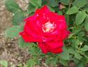 Rakuyo rose photo