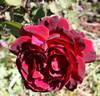 Mrs. Albert Nash rose photo