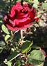 Mrs. Albert Nash rose photo