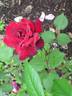 Mrs. Albert Nash rose photo
