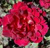 Mrs. Albert Nash rose photo