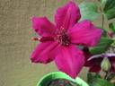 Perida clematis photo