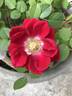 Kiss Kordana ™ rose photo