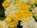 BENpurin rose photo
