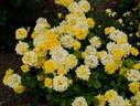 BENpurin rose photo