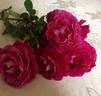 Kathleen Kellehan rose photo