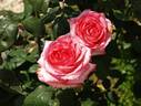 Elegance ® rose photo