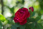 Comtesse O'Gorman rose photo