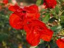 Albert-Georg-Pluta-Rose rose photo