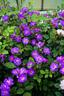 Fujinami rose photo