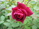 Mayo rose photo