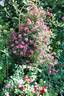 Beys rose photo