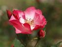 Rudolph Timm rose photo