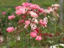 Rudolph Timm rose photo