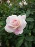 Blushing Iceberg rose photo