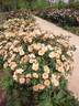 Charlie Brown rose photo