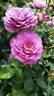 Eau de Toilette rose photo