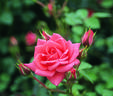 Coral Leaf rose photo
