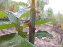 Königin Luise rose photo