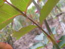 Königin Luise rose photo