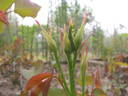 Königin Luise rose photo