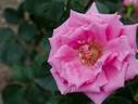 Savoia rose photo