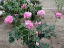 Savoia rose photo