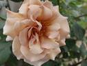 Julia's Rose, Cl. rose photo