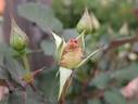 Julia's Rose, Cl. rose photo