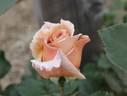 Julia's Rose, Cl. rose photo