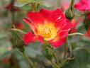 Why Not rose photo