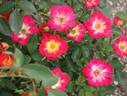 Why Not rose photo