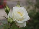 Starglo rose photo