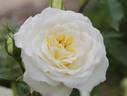 Starglo rose photo