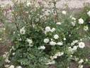 Starglo rose photo