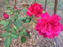 Better Times rose photo
