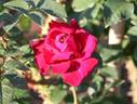 Kouzan rose photo