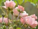 Coral Cluster rose photo