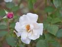 Silver Dawn rose photo