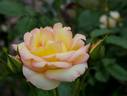 Clos Fleuri Jaune ® rose photo