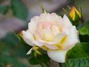 Clos Fleuri Jaune ® rose photo