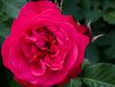 King of Hearts rose photo